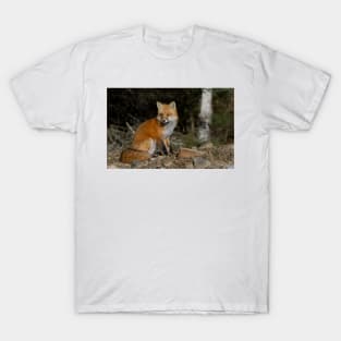 Red Fox - Algonquin Park, Canada T-Shirt
